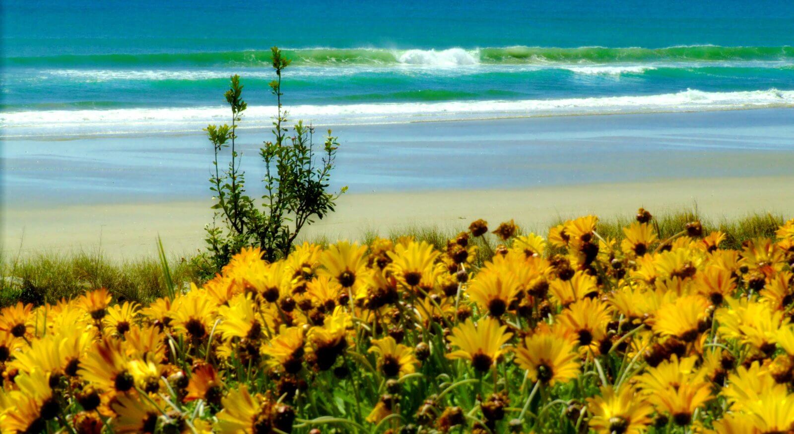 yellow flowers at the beach